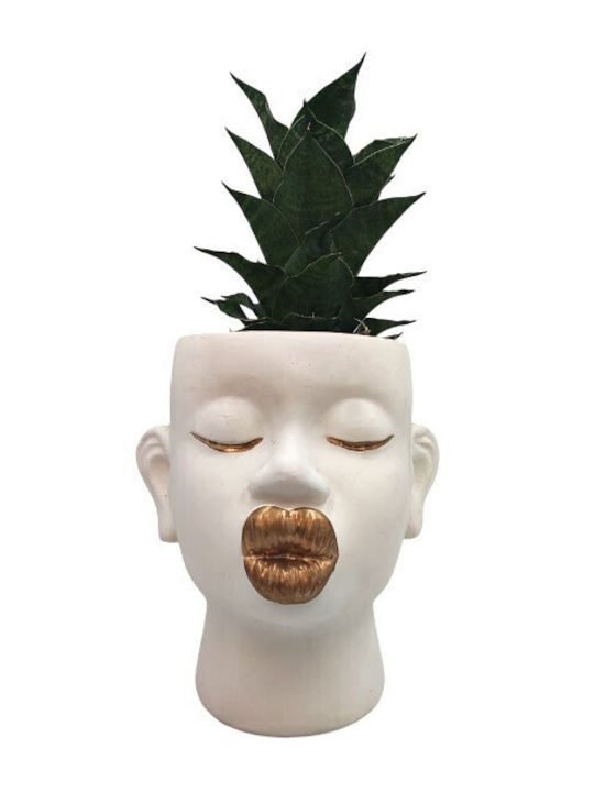 Sansevieria Керамично Кашпо Златни Ръбове