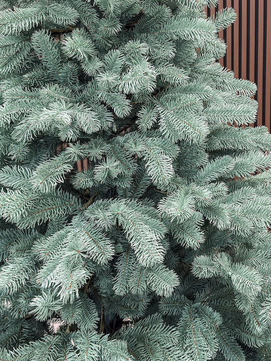 Brad de Crăciun Kovalivka 120cm cu 484 Ramuri