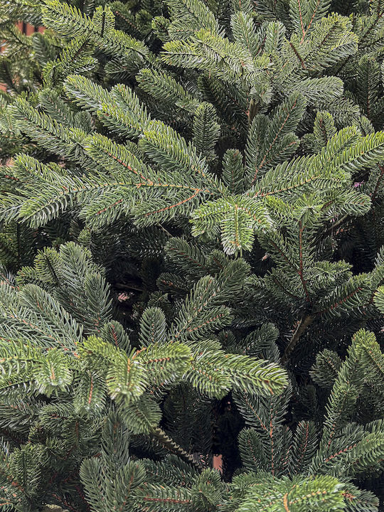 Christmas Tree Viena 250cm with 1240 Branches