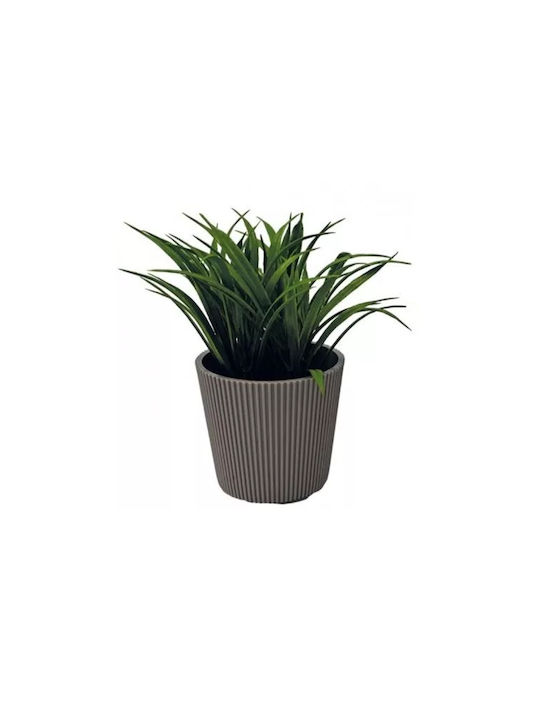 Sidirela Γλαστρακι Φυτο Νο 21 8cmx10cm E-4520