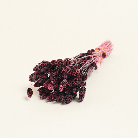 Dried Plant Beauty Home
