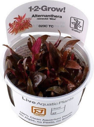 Tropica Alternanthera Reineckii Mini 1-2 Grow