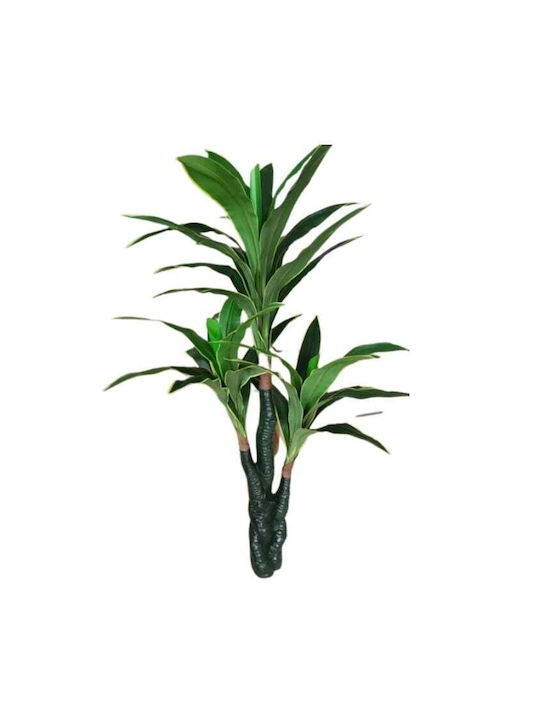 Dracaena Im Freien My Home Luxury