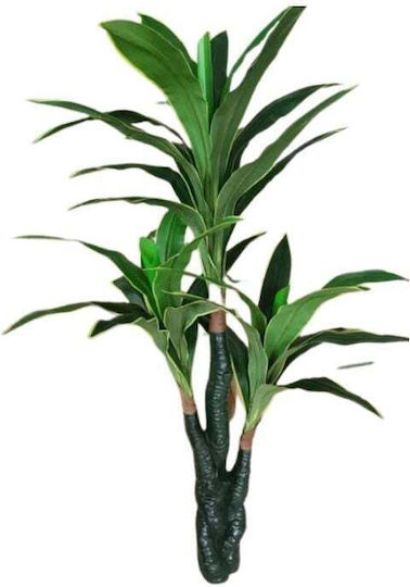 Dracaena На Открито My Home Luxury