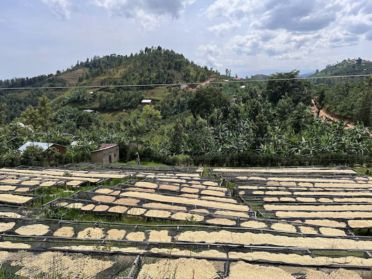 Rwanda Muhabura Funky Anaerobic Еспресо Кафе Зърна 400g