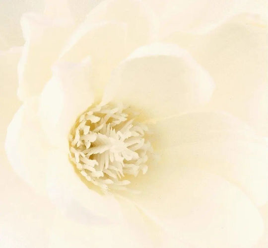 Magnolia White Atmosphera