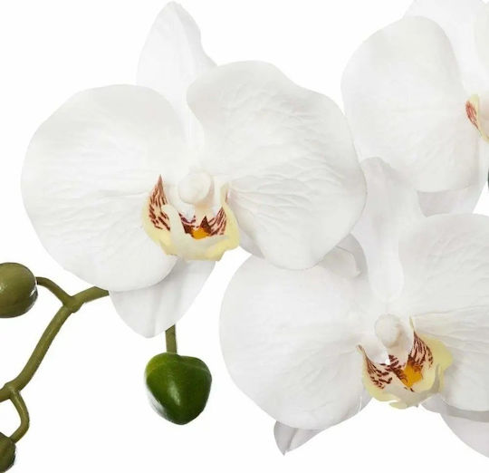 Createur D'interieur Orchid in Pot Atmosphera