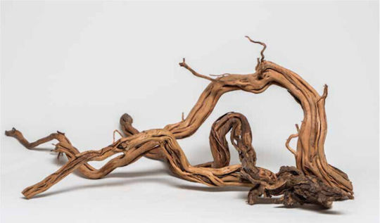 Curl Wood 13