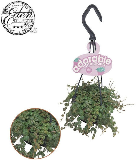 Peperomia Prostrata String Turtle