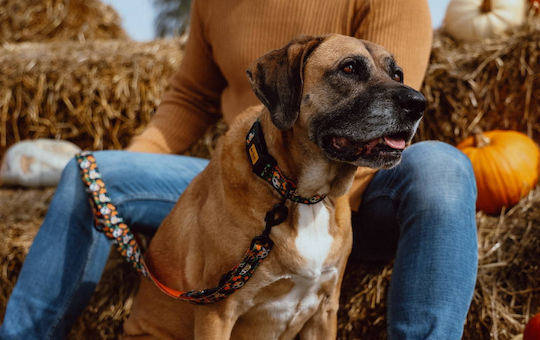 Dingo Dog Leash/Lead Strap in Orange color