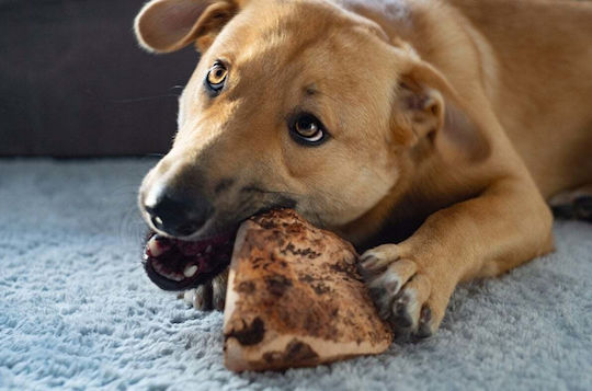 4Dogs Μπισκότο Σκύλου Μικρόσωμων & Μεσαίων Φυλών με Γαρίδες 400gr