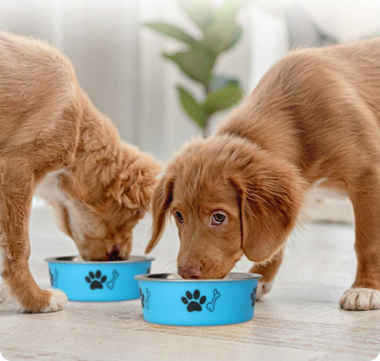 Barry King Metallic Bowl Food for Dog & Cat 300ml 12cm in Blue Color