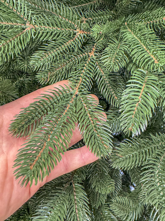 Christmas Tree Laponia Select 250cm with 1346 Branches