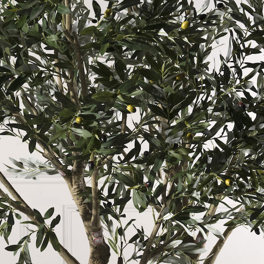 Ελιά Εξωτερικού Χώρου 250cm Supergreens