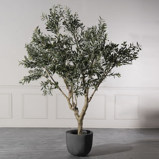 Ελιά Εξωτερικού Χώρου 250cm Supergreens