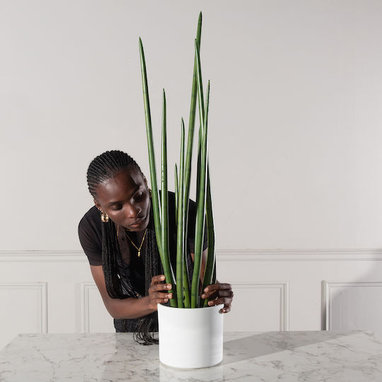 Yucca В Саксия 22см Supergreens