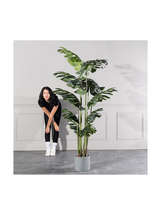 Μονστέρα Εξωτερικού Χώρου 210cm Supergreens