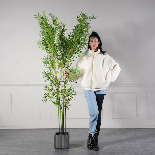 Φίκος Εξωτερικού Χώρου 240cm Supergreens