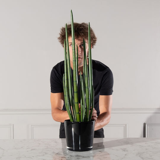 Yucca В Саксия 14см Supergreens