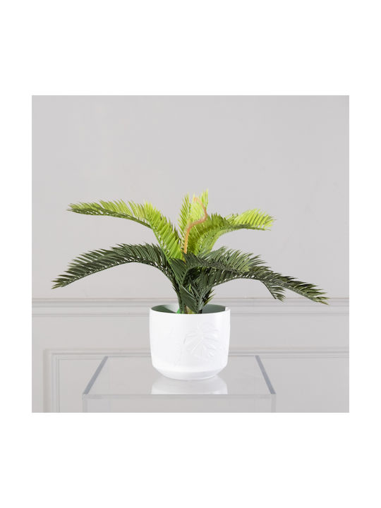 Φοίνικας σε Γλαστράκι 25cm Supergreens
