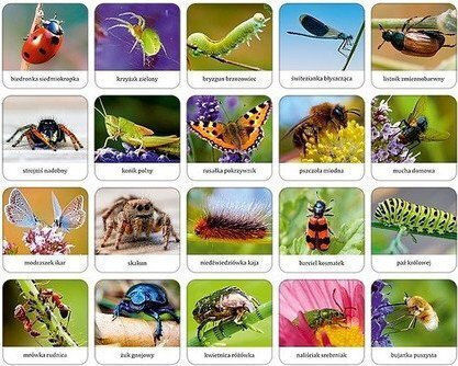 Adamigo Game Insects Spiders Polish Memory