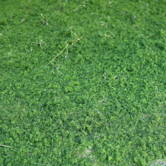 Supergreens Artificial Foliage Panel Moss Green 1x1m
