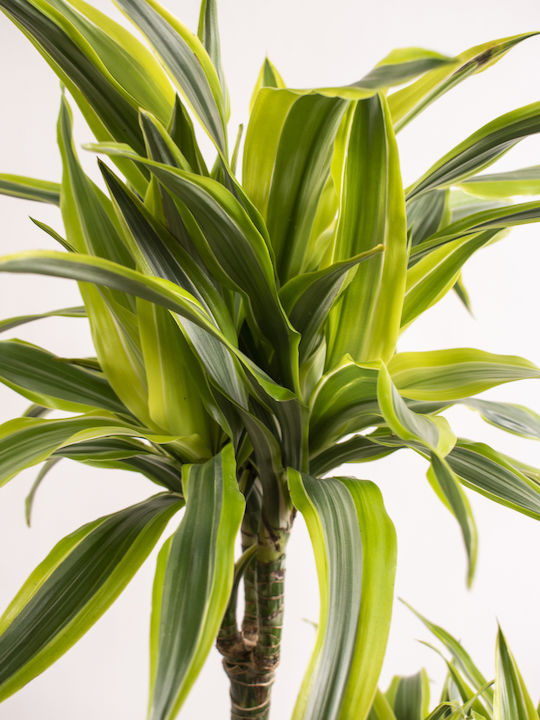 Δρακαινα Dracaena Fragrans 'lemon Surprise' 60-90cm