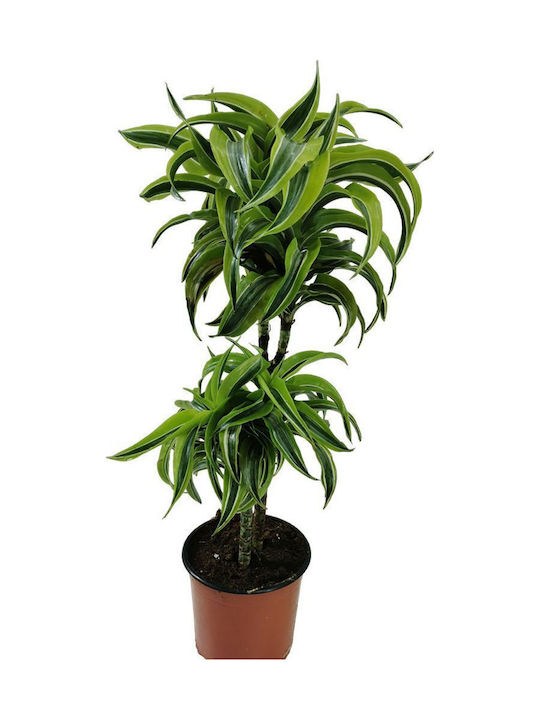 Dracaena Fragrans Lemon Surprise 60-90cm