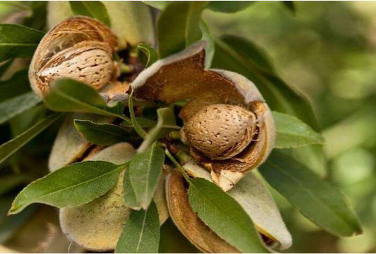 Organic Almonds Raw 250gr