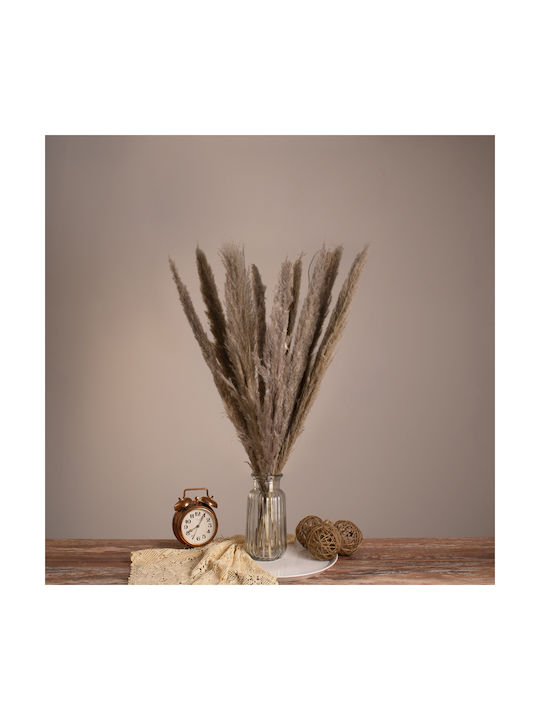 Αποξηραμένο Φυτό Pampas grass GloboStar