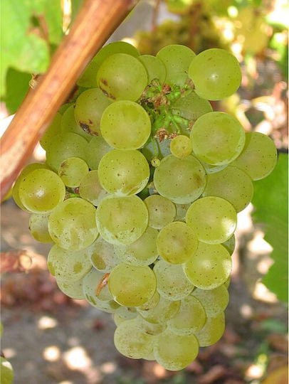 Ktima Apostolidi Organic Wine Paleochori Sauvignon Blanc White Dry 750ml