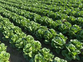 Rijk Zwaan Seeds Lettuce Salad 5000pcs