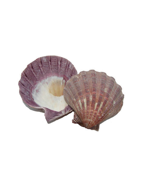 Burner Shell Incense Natural Scallop Lion's Paw 13cm