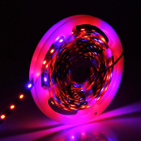 LED Strip 12V Red Light 5m Type SMD5050