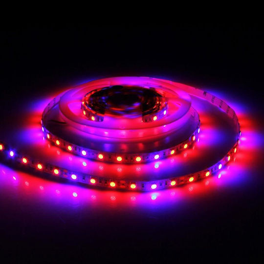 LED Strip 12V Red Light 5m Type SMD5050