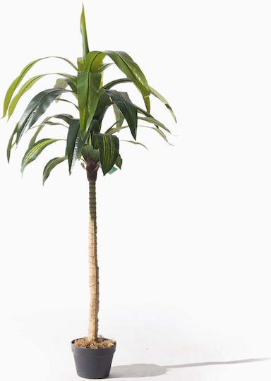 Supergreens Copac Artificial Dracaena Verde 170 Cm 6-0317