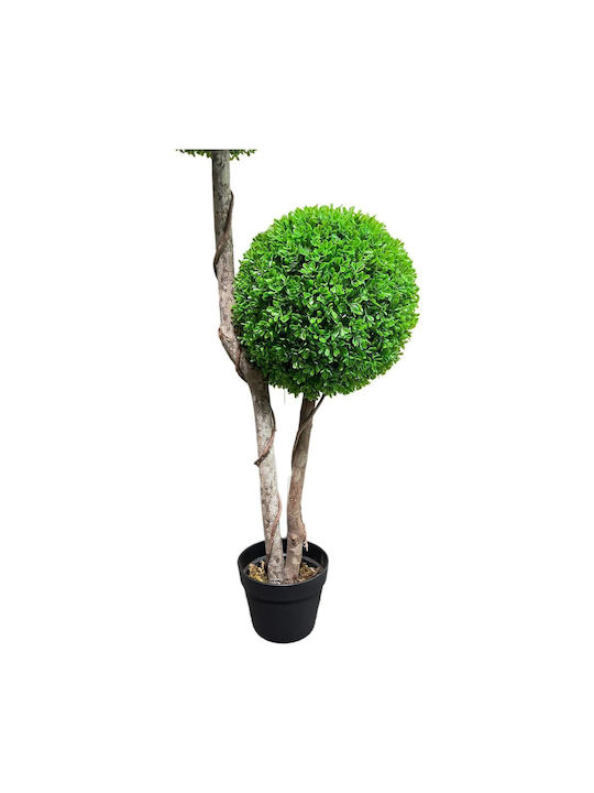 Buxus На Открито 120см Supergreens