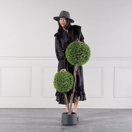 Πυξάρι Εξωτερικού Χώρου 120cm Supergreens