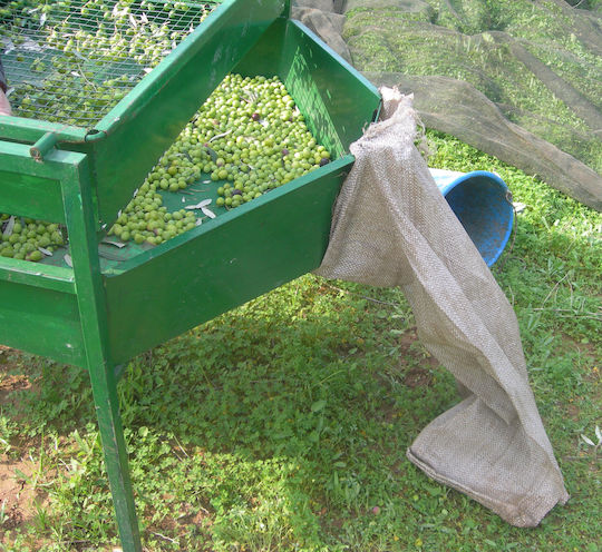 Olive Harvesting Bag 55x105cm 1pc