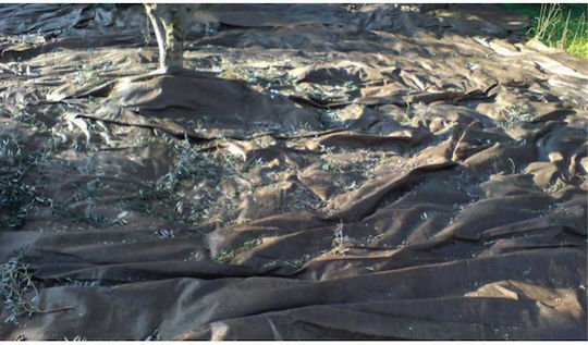 Vellis Olive Sail 6x12m Density 100gr/m²