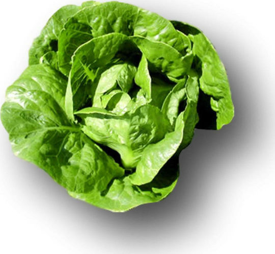 Salată Verde Tip Romaine Morris Conserve 5000 Capsule