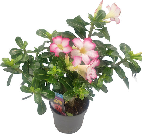 Adenium Obesum Topfpflanze Das Wüstenrose Adenium Obesum Topfpflanze Das Wüstenrose