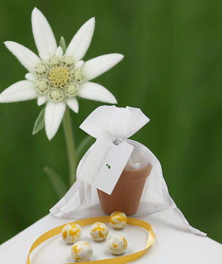 Hochzeitsgeschenke Topf & Samen Entelvay