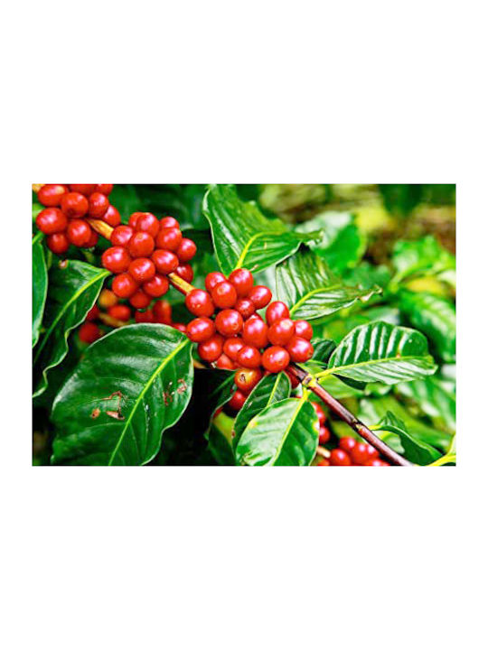 Coffea Arabica Becher mit Bäume