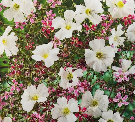 Семена Gypsophila Късен 0.5гр