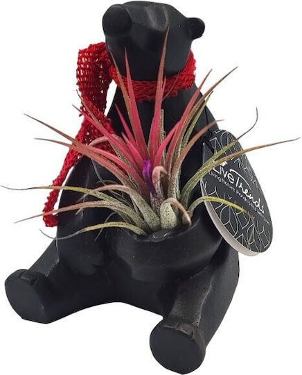 Gift for Teacher – Teddy Bear Air Plant Arrangement