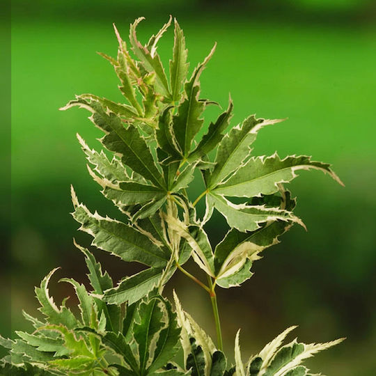 Ιαπωνικό Πλατάνι Acer Palmatum ”butterfly”