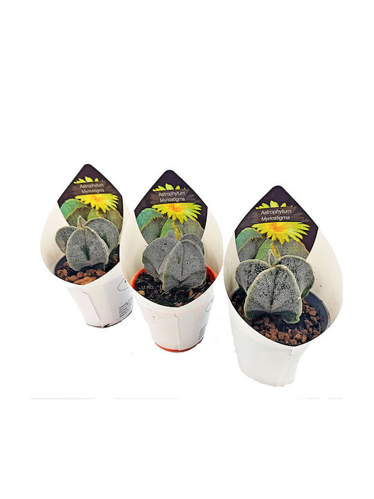 Κάκτος Παχύφυτο Astrophytum Myriostigma