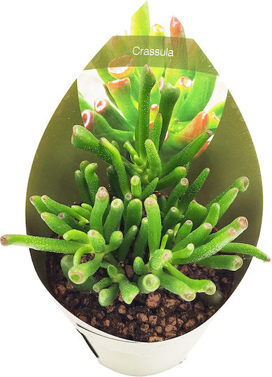 Crassula Ovata Gollum Сукулент „Уши На Шрек“ – 12см
