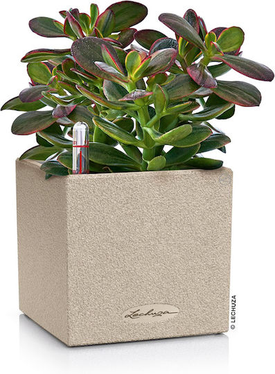 Canto with selfwatering system Pot Plastic Beige Canto with selfwatering system Pot Plastic Beige